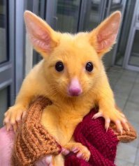 Вот вам порция умиления . Лисовидный поссум