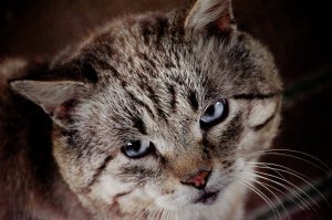 Очень колоритные уличные коты