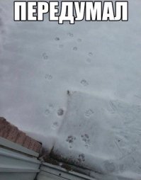 Реакция домашних уток на первый снег