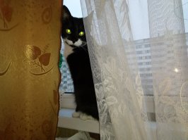 Дядя ты дурак?))