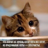 Лучше, чем котики