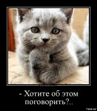 Лучше, чем котики