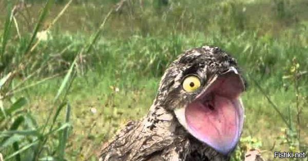 А ты прикинь когда коряга не только глаза, но и клюв открывает.