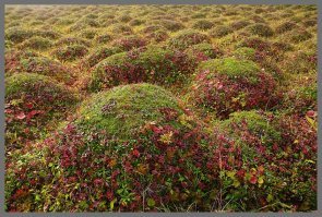 Кочки? , вот кочки :