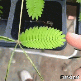 Заклинатель цветов