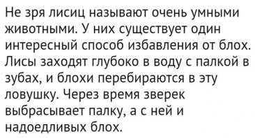 Пестрый мир лисиц