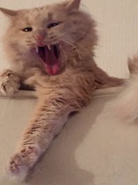 Бонсяра! Сделай типа ты Ягуар