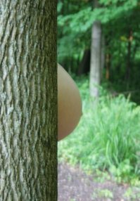 25 идей объявить о беременности