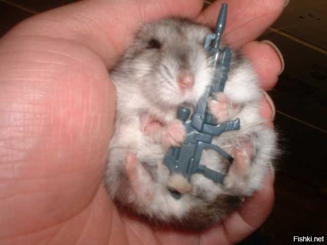 Хомяки не сдадутся! Они уйдут в подполье и возглавят сопротивление!