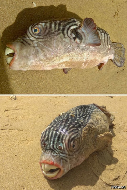 39-летний россиянин начал делиться в сети фотографиями глубоководных созданий, которых он и его коллеги поднимают с самого дна Норвежского и Баренцева морей.