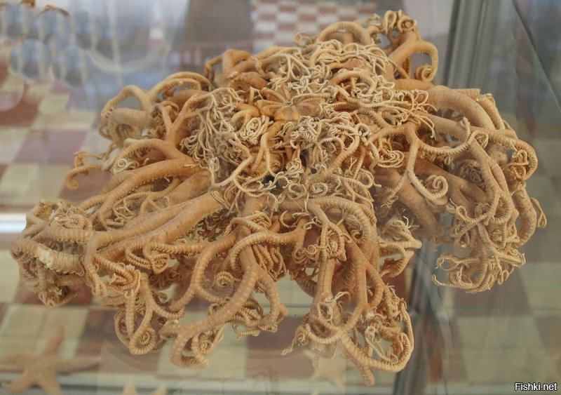 Мурманск музей.