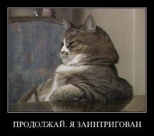 Лучше, чем котики