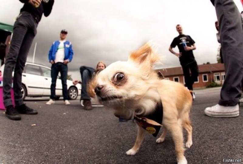 Солянка от 06.12.2018