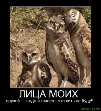 Прикольные и смешные картинки