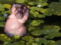 Где мамка бегемотиха?