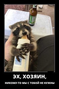 Пестрый мир енотов