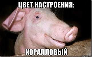 Целый исследовательский центр пахал, чтоб найти цвет на 2019 год