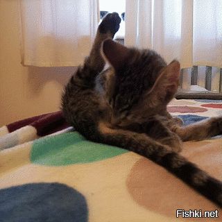 Солянка от 06.12.2018