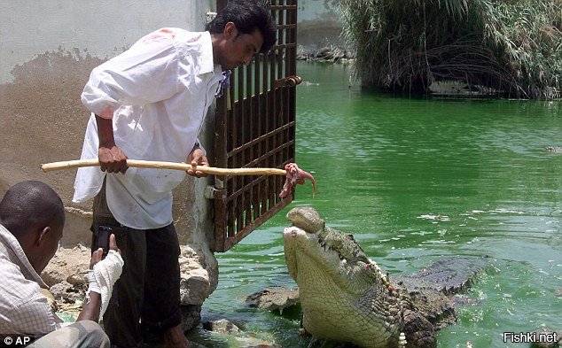 В храме Manghopir в Карачи-просит благословения для пятимесячного сына.
Ежегодный духовный фестиваль в Карачи.