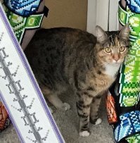 Котейка бесподобен.