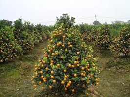 Как сделать ёлку своими руками