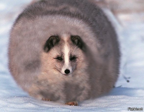 Это полный...