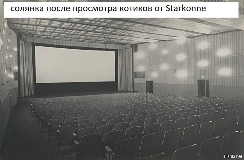 Одни коты в солянке