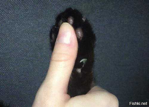 Проверям терпение кота