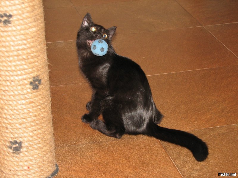 А ну-ка, отними!