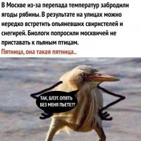 Москвичи пристают к пьяным свиристелям и уже достали биологов