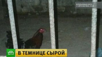 Нормально, пускай посидят  - подумают, а то в последние годы - слишком многое и слишком многим - спускается с рук. А тут и  эти в следующий раз 10 раз подумают перед тем как к кому-то доколупаться, и другие помня их пример - призадумаются.
Просто уже стало нормальным, что если ты чиновник, певец ртом, старая балерина в тираже, депутат, силовик, хач, бизнесмен или просто ребёнок кого-то из выше перечисленных, то хоть людей в бухом виде на тротуаре дави своей иномаркой - тебе ничего не будет.. пожурят и отпустят.
А если ты просто человек без связей и полномочий, то тебя повяжут и будут гнобить по судам за репост смешных картинок из интернета.

Возможно, данное показательное дело, хоть как-то сгладит эту пропасть между бедными и богатыми, которые вроде бы равны перед законом, но последние всегда ровнее получаются.