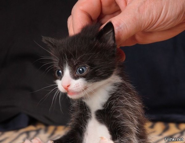 - Чё ты там сказал ссыкун в тапки? Ну ка ещё раз повтори