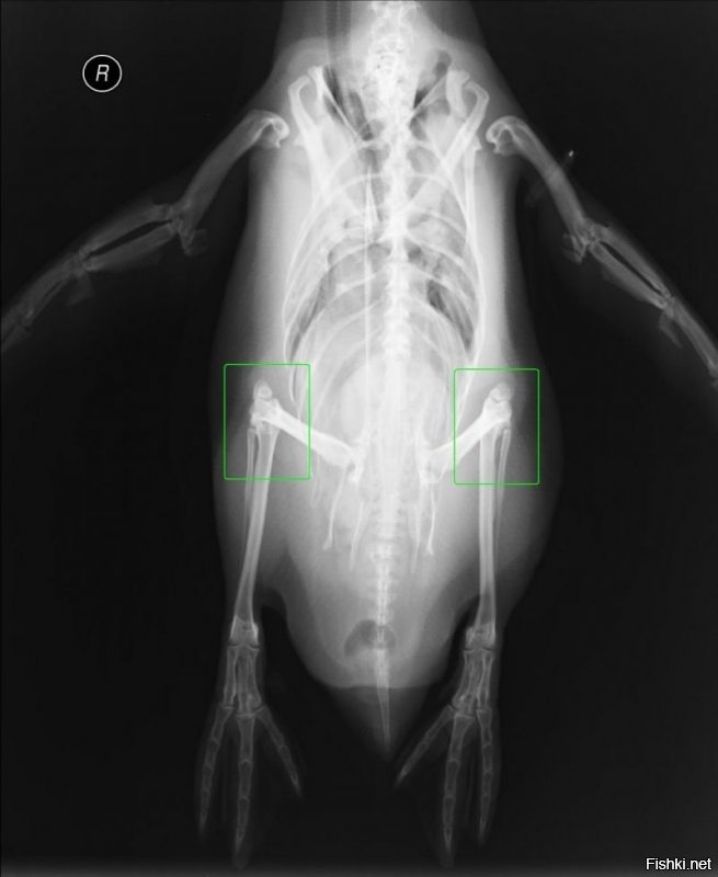 есть у него колени! он же птица.