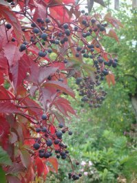 Плодоносит!