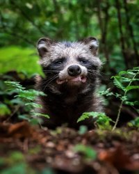 Пестрый мир енотов