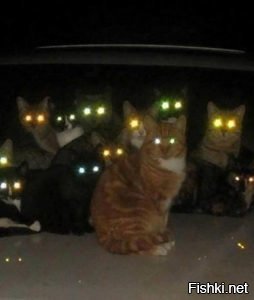 Солянка от 07.12.2018