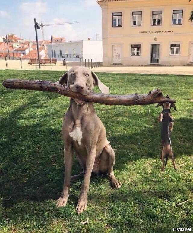 Про голубя Валеру