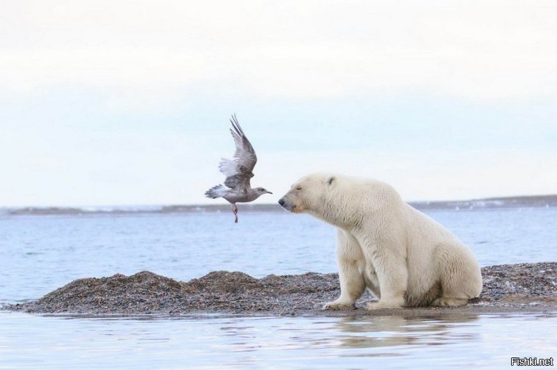 - Ну чё там, в мире-то происходит?
- Да ничего нового. Никакой стабильности. Стабильно только коты Солянку засирают, а так всё по прежнему.