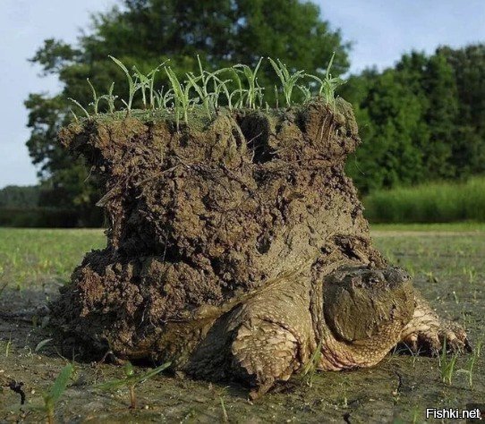 Визуальный художник Andrew Bret Wallis