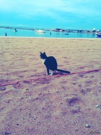 Странное место на одном из Канарских островов, где песок выглядит как попкорн