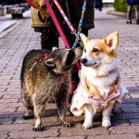 Пестрый мир енотов