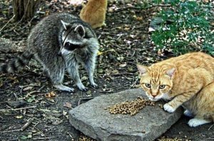 Пестрый мир енотов