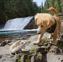 Пестрый мир енотов