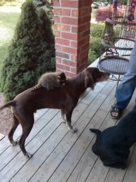 Пестрый мир енотов