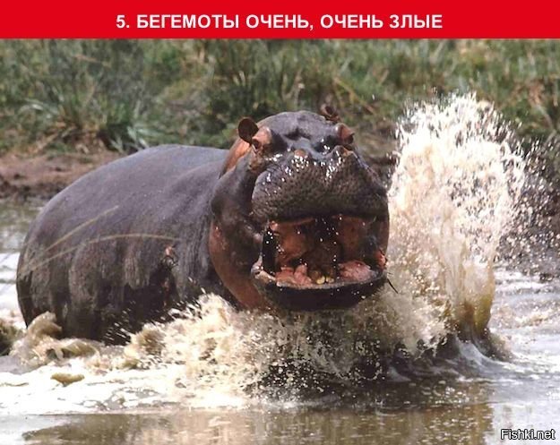 Кто там минусит маленького бегемота?! Пусть ему такие снятся!