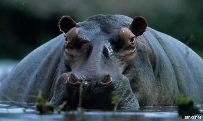 Кто там минусит маленького бегемота?! Пусть ему такие снятся!