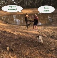 Только в Австралии: кенгуру сбил с ног мужчину, который решил с ним побороться
