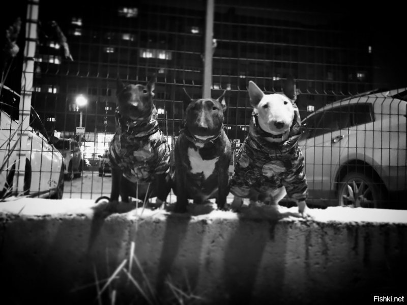 Солянка от 09.12.2018