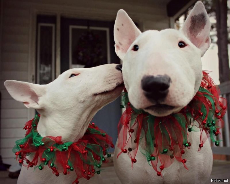 Солянка от 09.12.2018