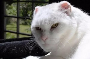 кажется у котиков появился конкурент